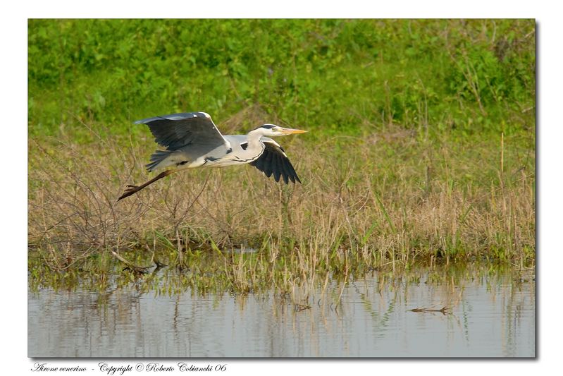 Airone cenerino - Ardea cinerea